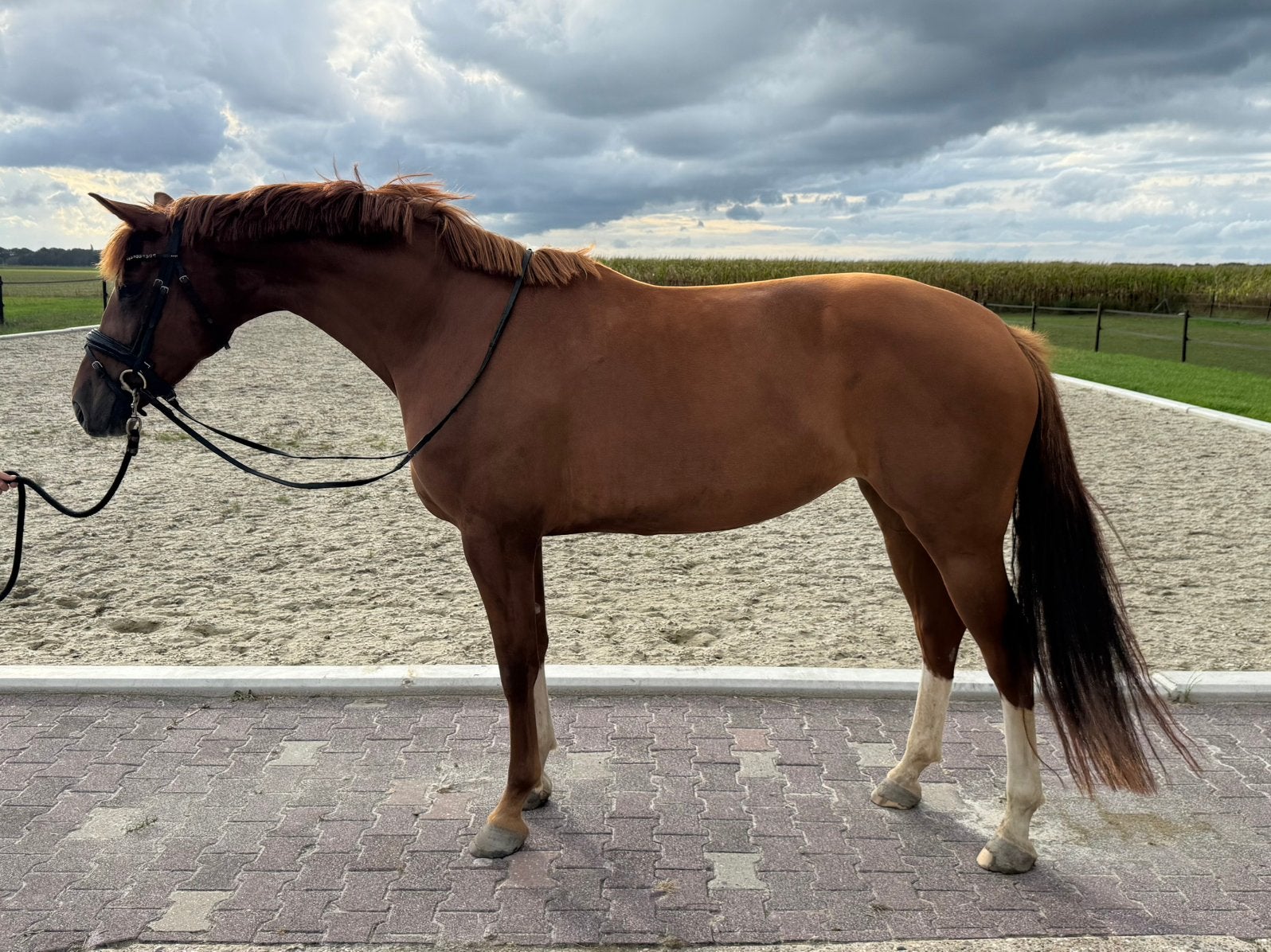Zeer interessante (fok)merrie uit top dressuur moederlijn, Merrie, Dressuurpaard, 3 tot 6 jaar