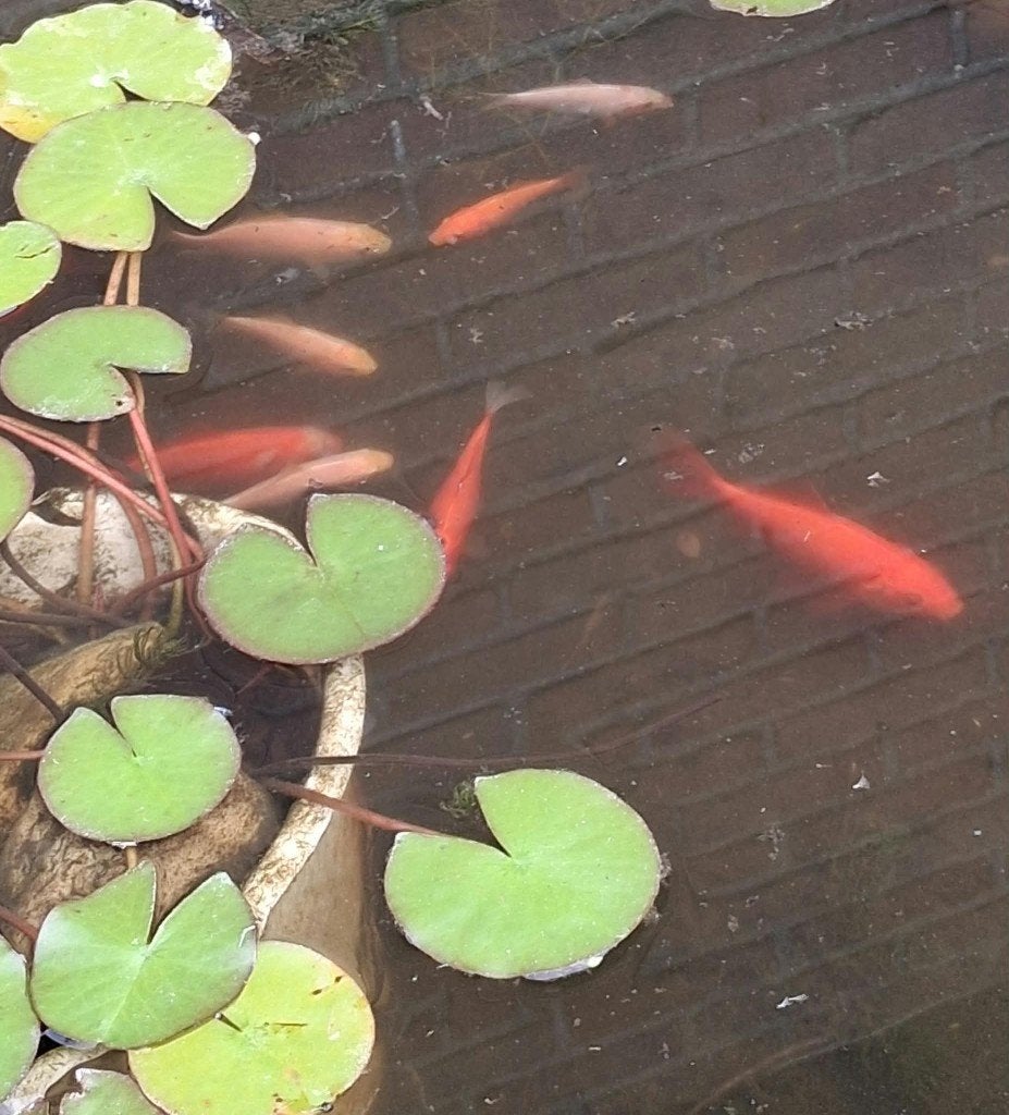 goudvissen, Dieren en Toebehoren, Vissen | Vijvervissen, Karper of Koi