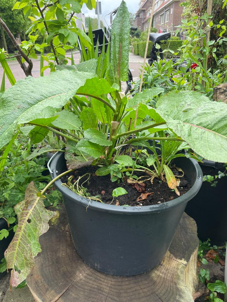 Verrassingsbak met inheemse planten. Gifvrij. Insectenjoy!, Tuin en Terras, Planten | Tuinplanten, Ophalen, Overige soorten, Volle zon