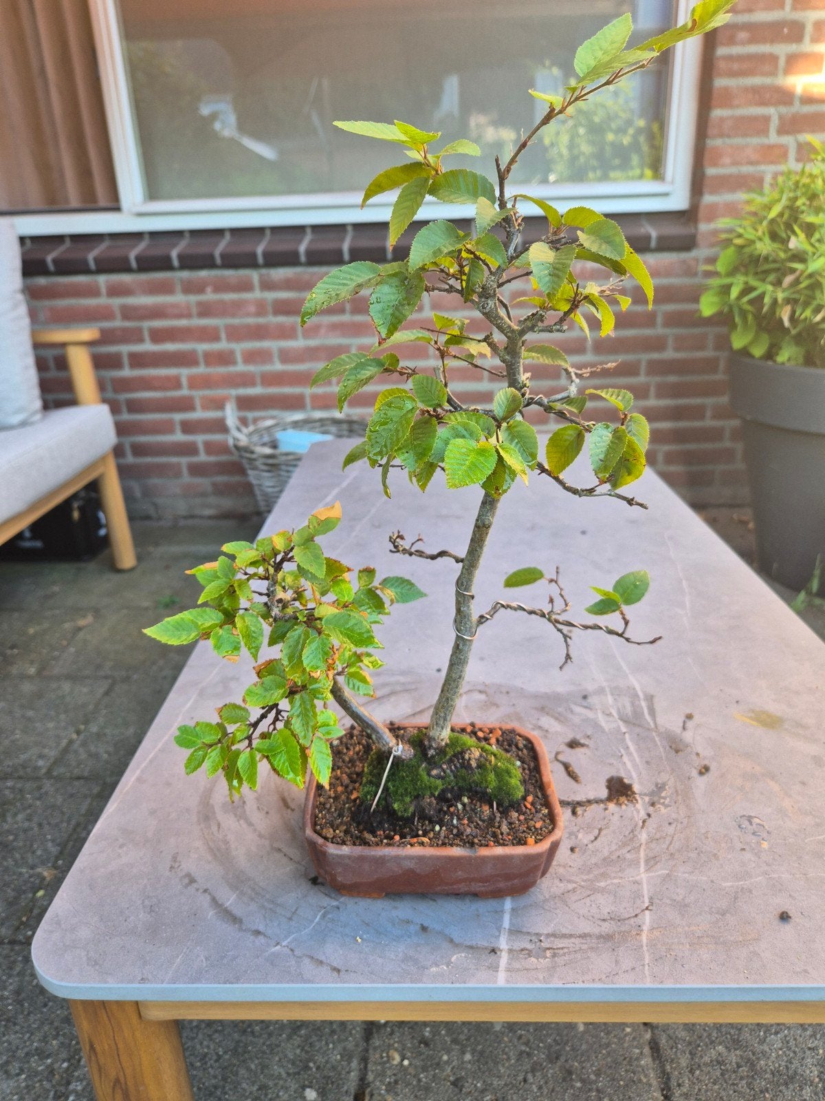 Pre-bonsai en ouder materiaal: haagbeuk, esdoorn, Verzenden, Overige soorten, Volle zon