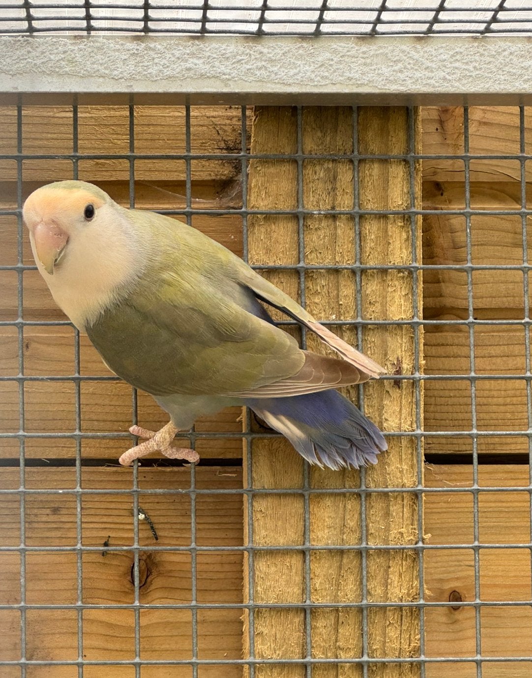 Agapornis roseicollie dwergpapegaai man 2025, Dieren en Toebehoren, Vogels | Parkieten en Papegaaien, Mannelijk, Dwergpapegaai of Agapornis
