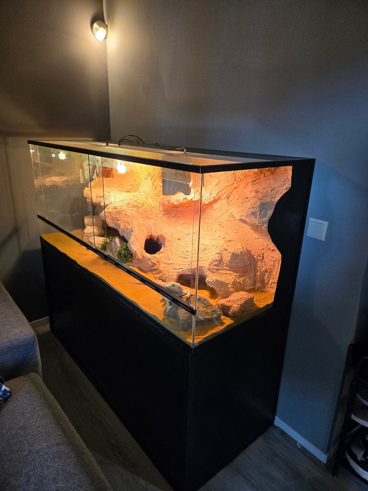 Baardagaam Man Met Terrarium En Terrariumkast Bearded Dragon photo 3