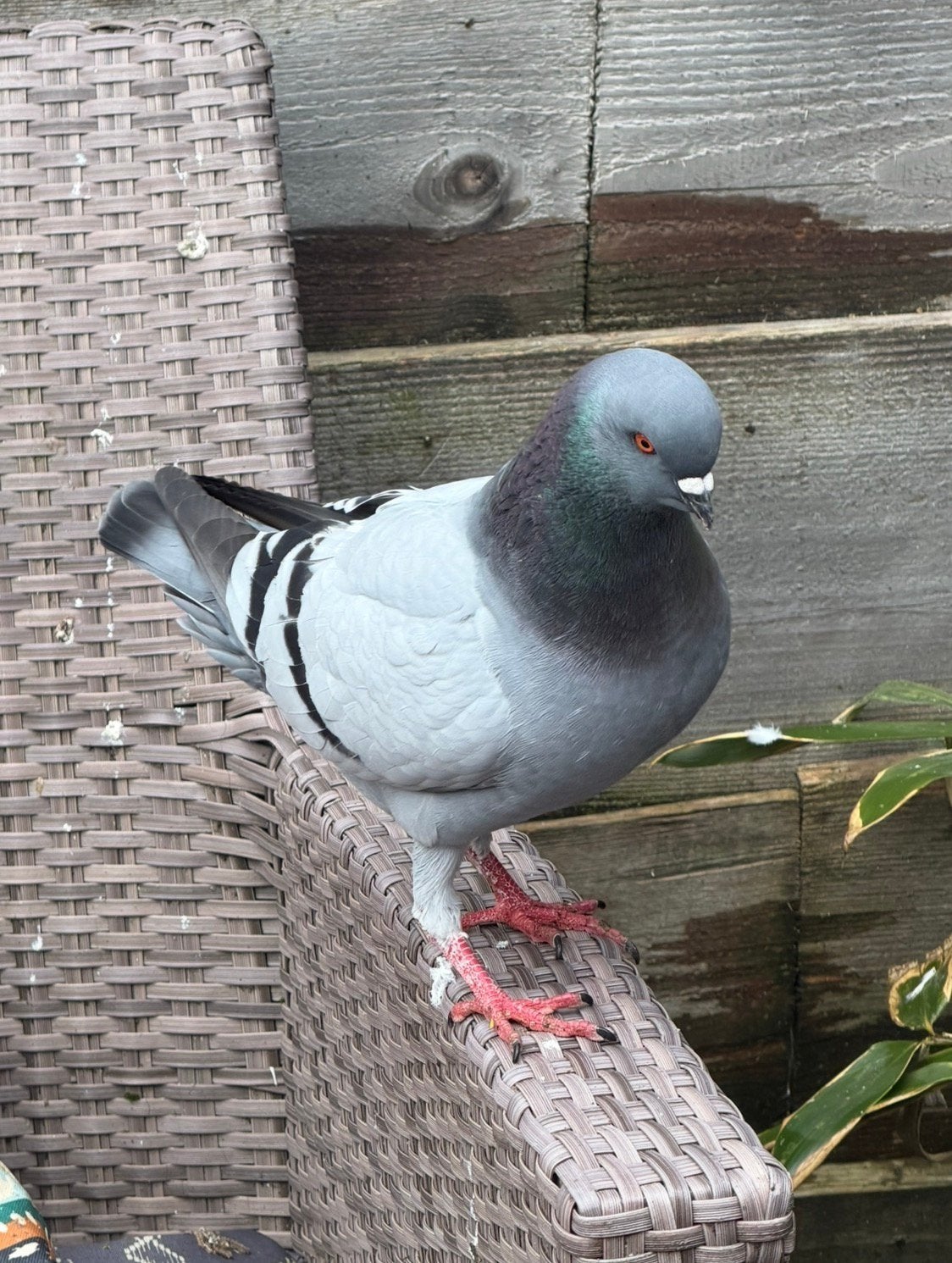 Duitse modena duif sierduiven blauw grijs koppel king, Dieren en Toebehoren, Vogels | Duiven, Meerdere dieren, Overige soorten