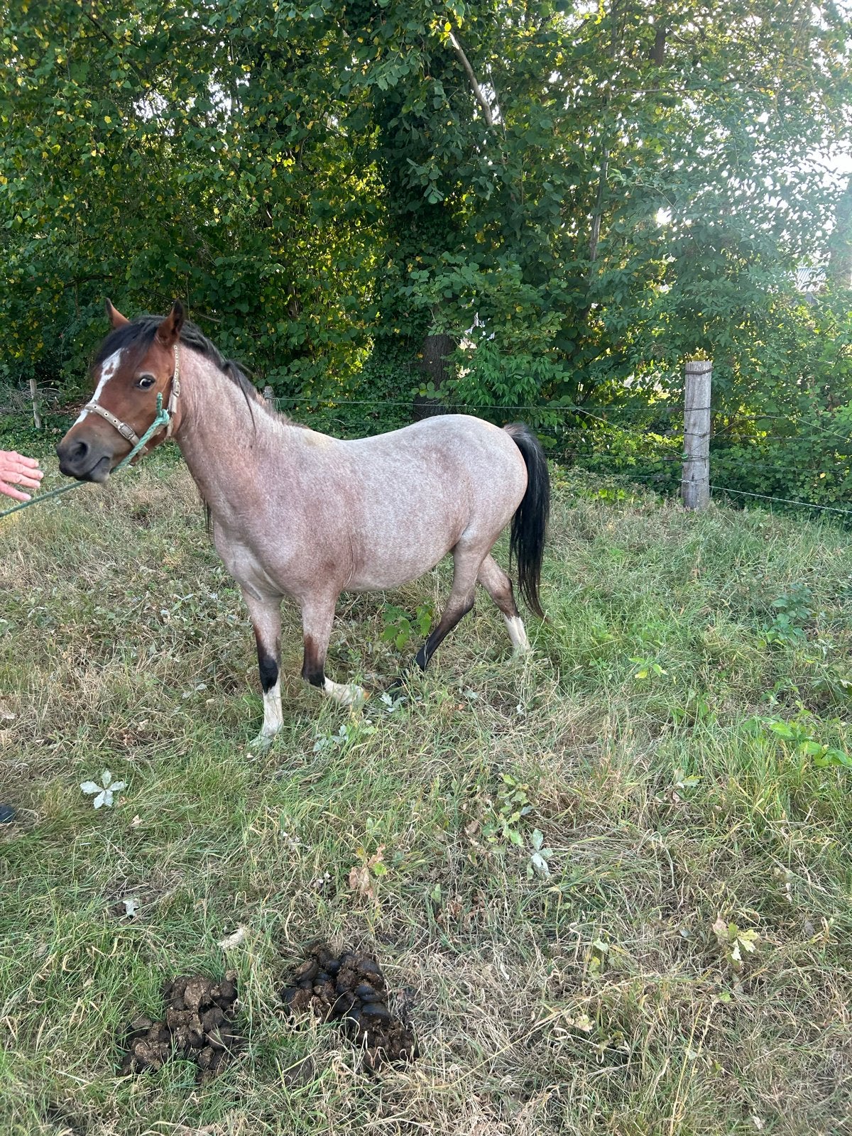 Verschillende Ponys, Minder dan 160 cm, Niet van toepassing, 0 tot 2 jaar, Gechipt