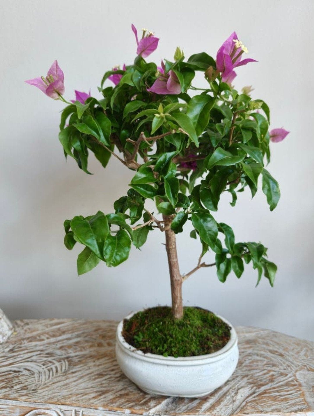 Bougainvillea Glabra bonsai, Ophalen of Verzenden, Overige soorten, Halfschaduw