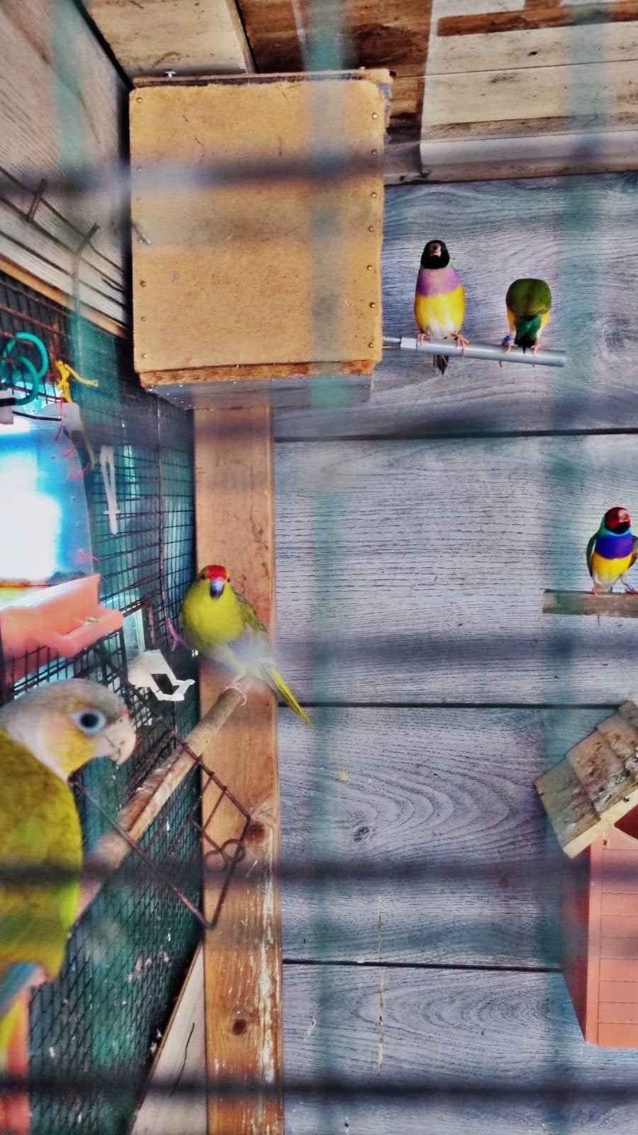 Prachtige Gouldamadines en diverse andere vogels, Dieren en Toebehoren, Vogels | Overige Vogels, Meerdere dieren