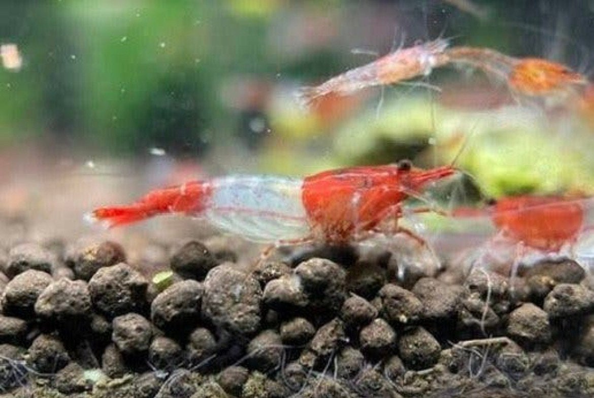 Red Rili Garnalen (Neocaridina), Dieren en Toebehoren, Kreeft, Krab of Garnaal