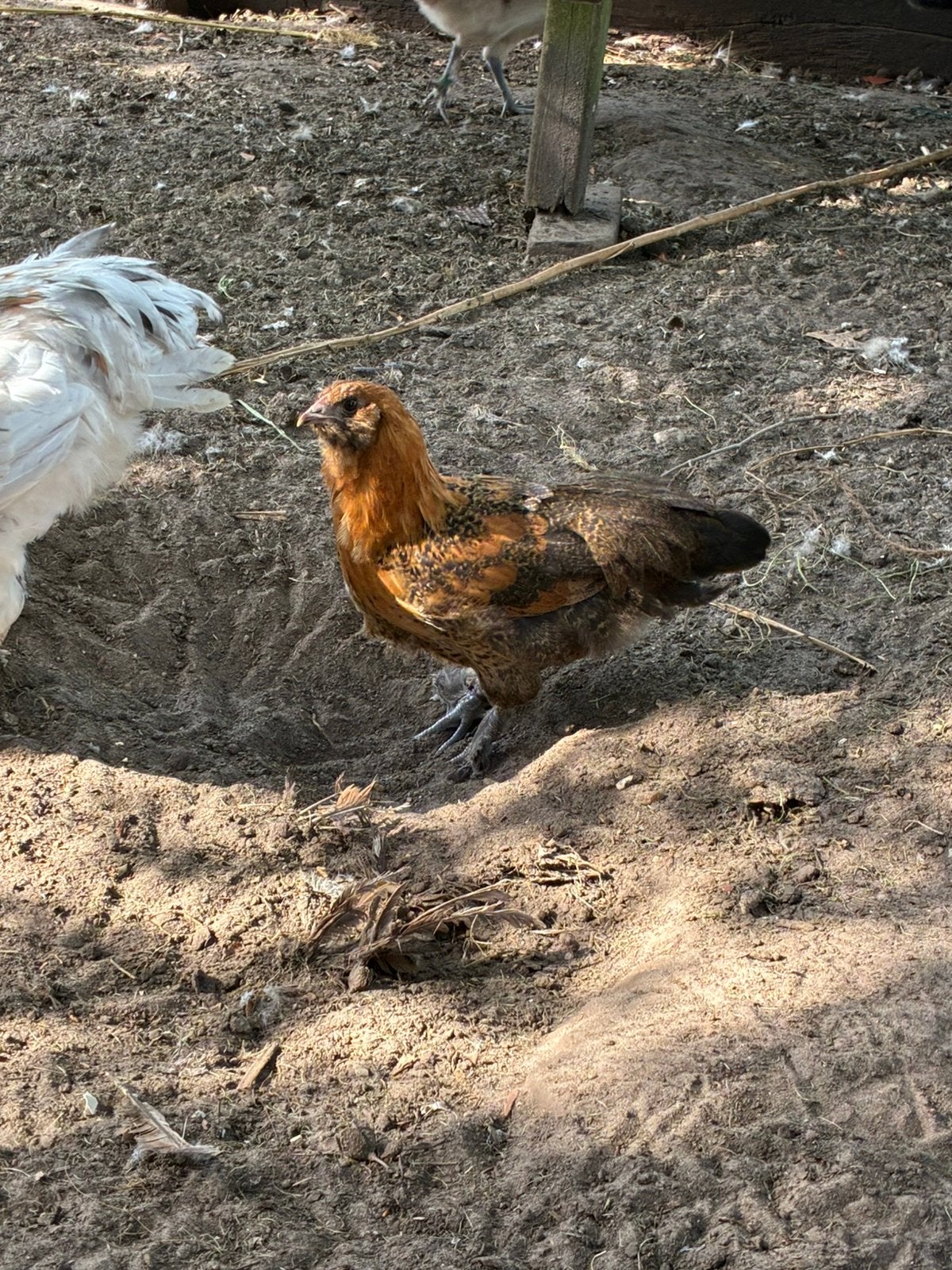 Enkele jonge groenlegger hennetjes te koop, de laatste 3, Dieren en Toebehoren, Pluimvee, Vrouwelijk, Kip