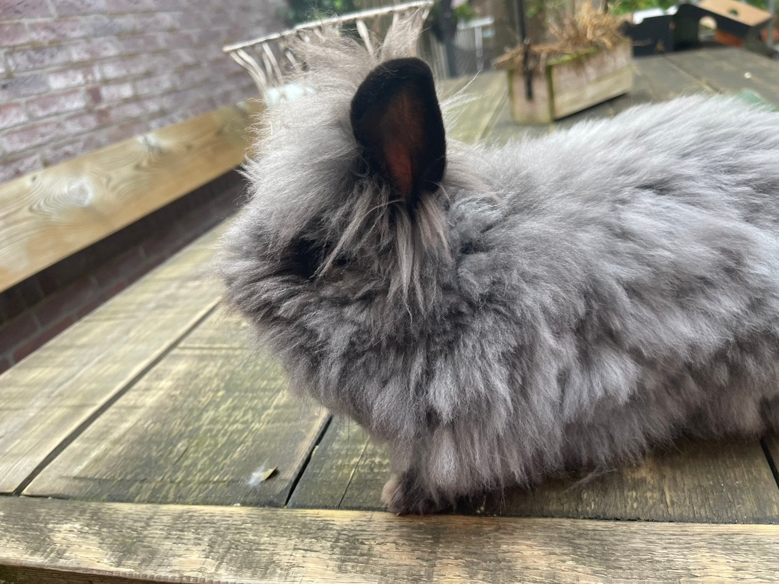 Teddy ram half jaar oud… wie wil hem?, Mannelijk, Klein, 0 tot 2 jaar