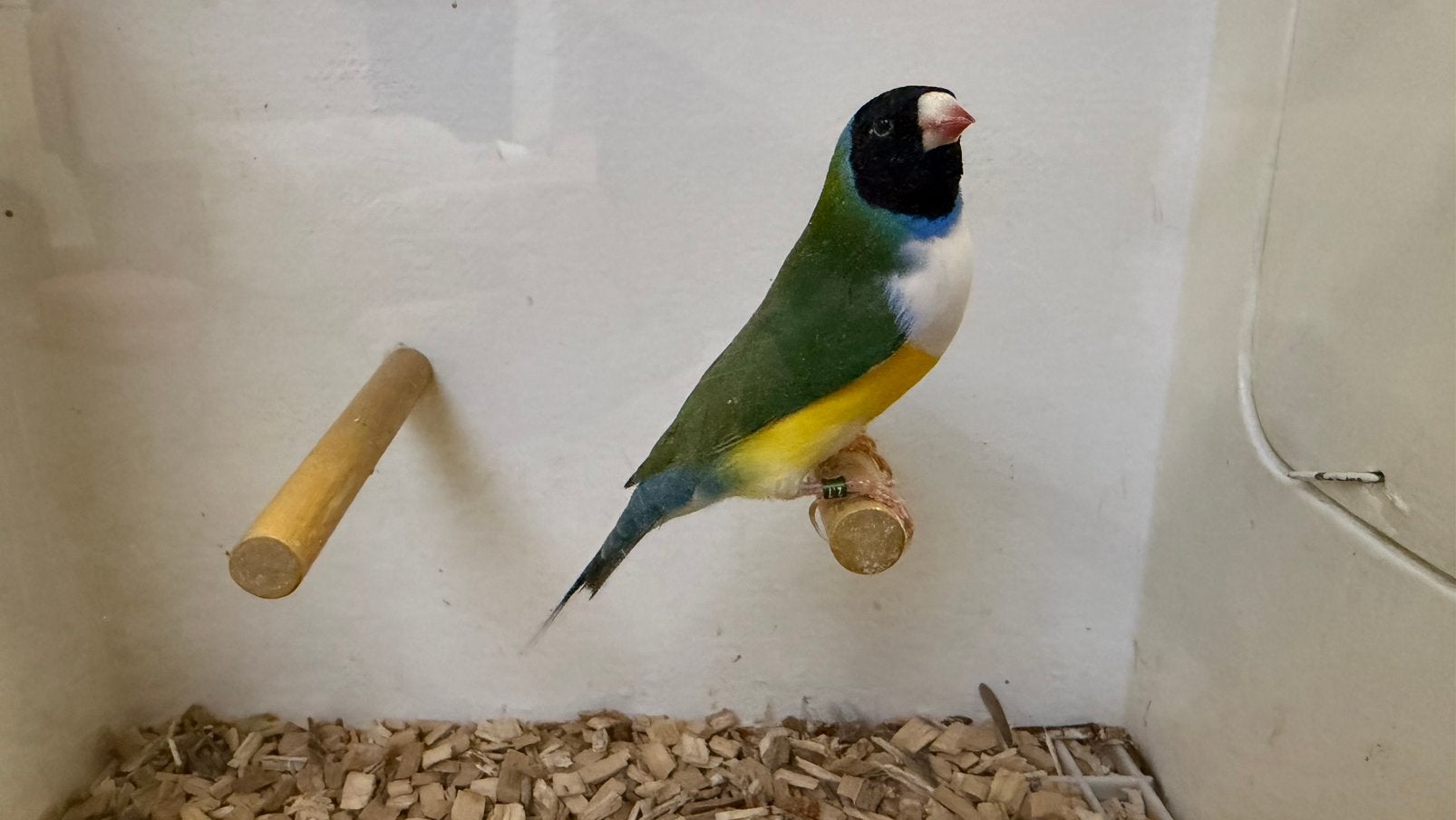 Wildkleur Gouldamadine man ‘26 - Split blauw, Dieren en Toebehoren, Vogels | Overige Vogels, Mannelijk, Tropenvogel, Geringd