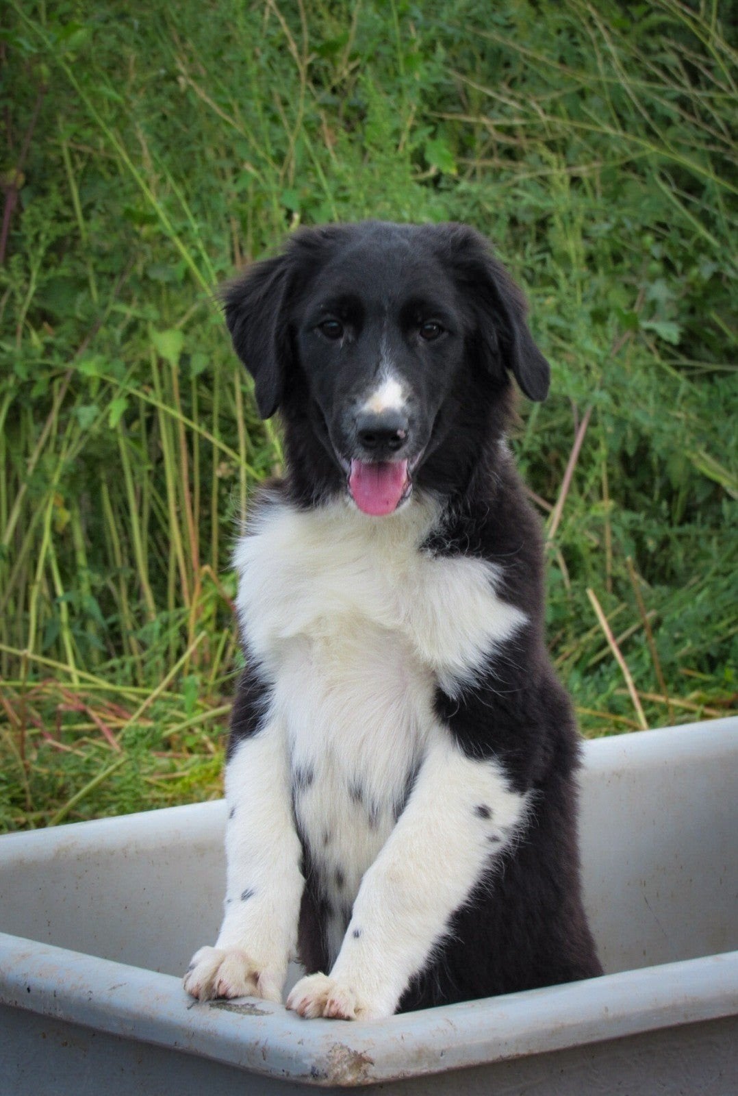 nog 1 lieve friese stabij x border collie reutje te koop, Parvo, 8 tot 15 weken, Eén hond, Nederland