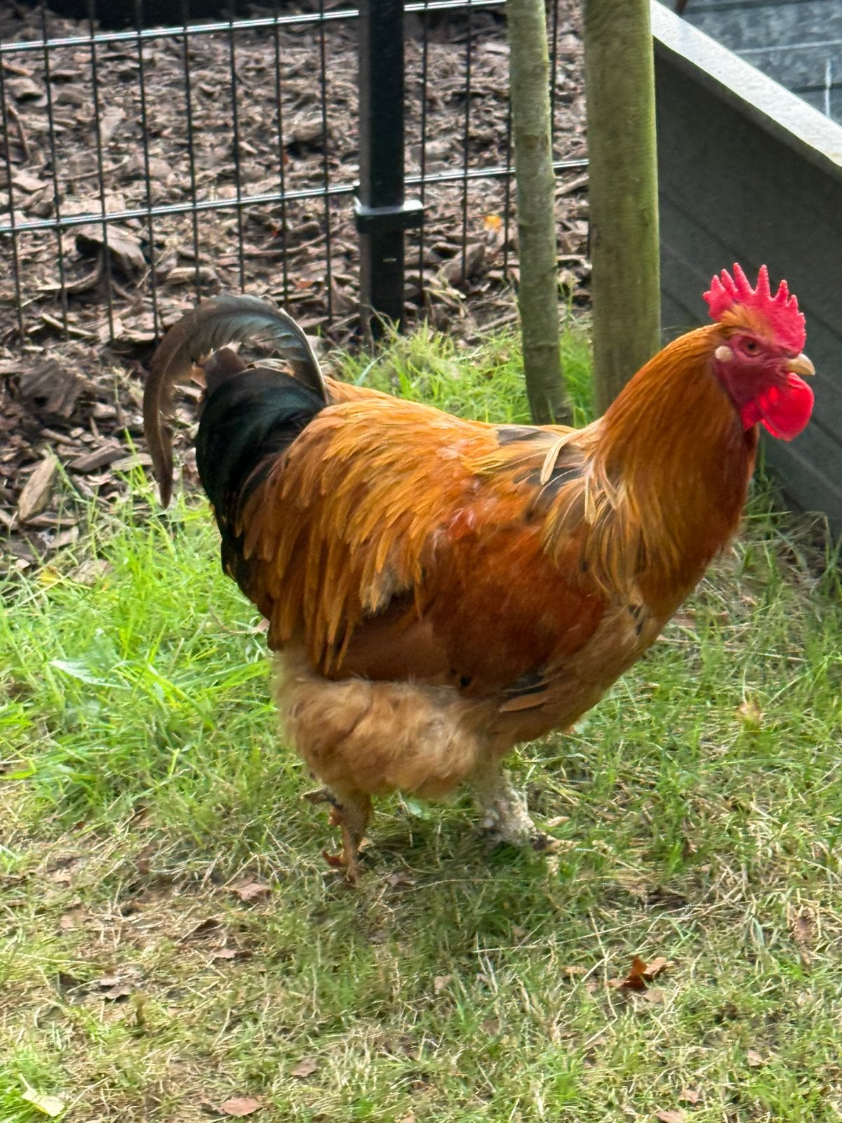 Haan Cochin / Orpington Buff goudbruin, Dieren en Toebehoren, Pluimvee, Mannelijk, Kip