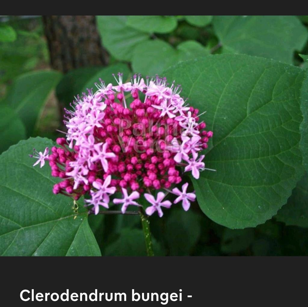 Clerodendrum bungei - Pindakaasplant, Ophalen, Overige soorten, Volle zon