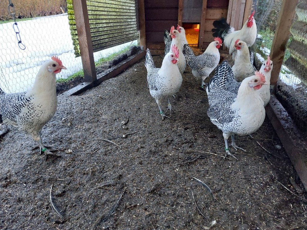 zilverpel kippen, Dieren en Toebehoren, Vrouwelijk, Kip
