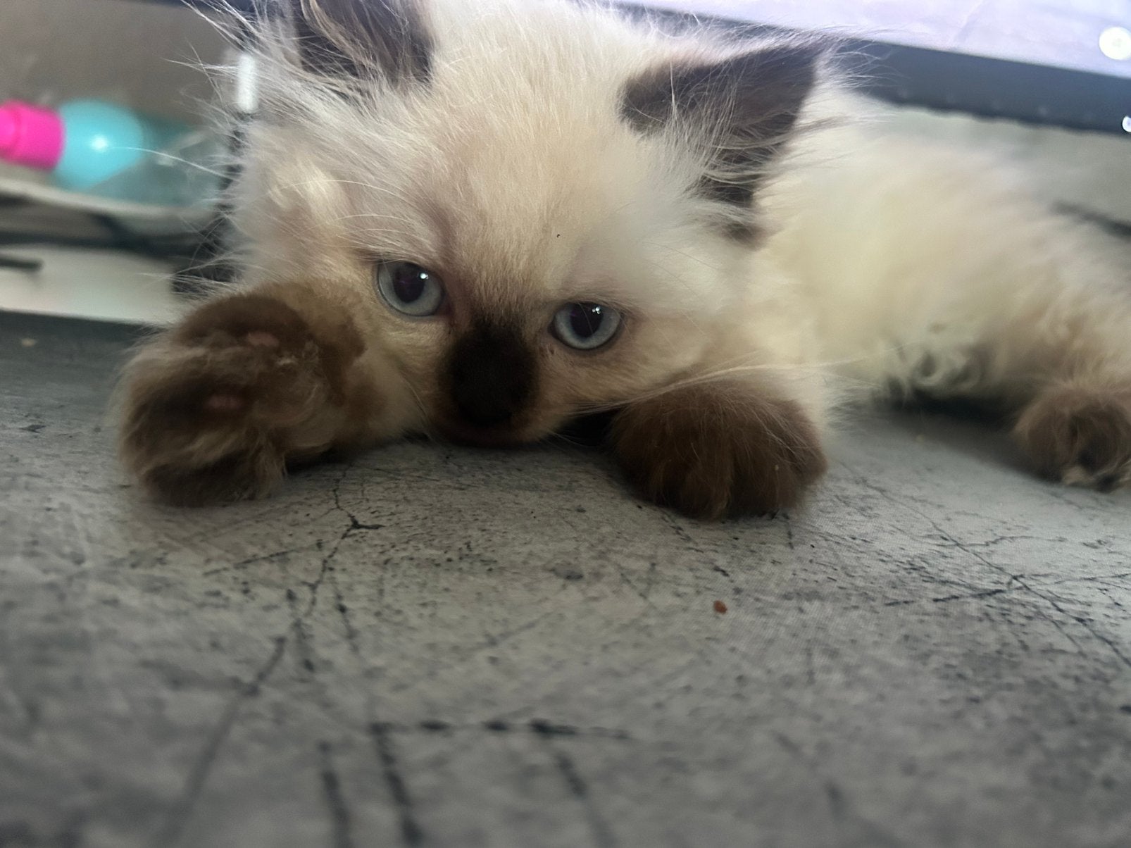 Britse langhaar kitten cinnamon point, uit geteste ouders!, Kater, 0 tot 2 jaar
