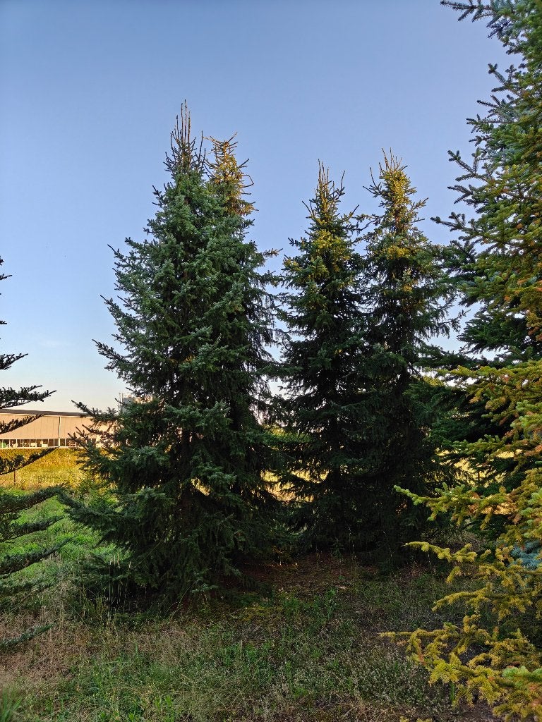 Kerstbomen 4 meter of hoger!, Tuin en Terras, Winter, Overige soorten, 400 cm of meer, Ophalen