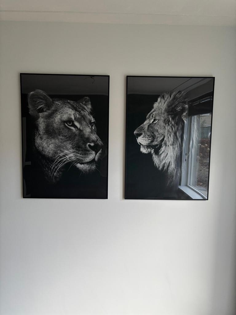 Fotoschilderijen leeuwen, Ophalen