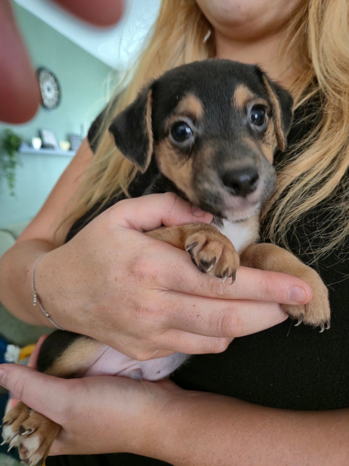 Nog 2 black and tan jack russell reutjes, Dieren en Toebehoren, Parvo, Jack Russell Terriër, Reu, 8 tot 15 weken