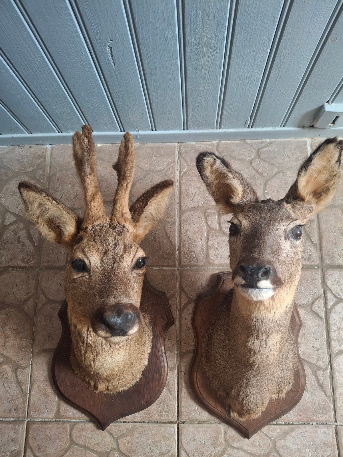 Set mooie opgezette Franse reeënkoppen taxidermie p.p.s., Verzamelen, Dierenverzamelingen, Ophalen of Verzenden, Gebruikt, Hert