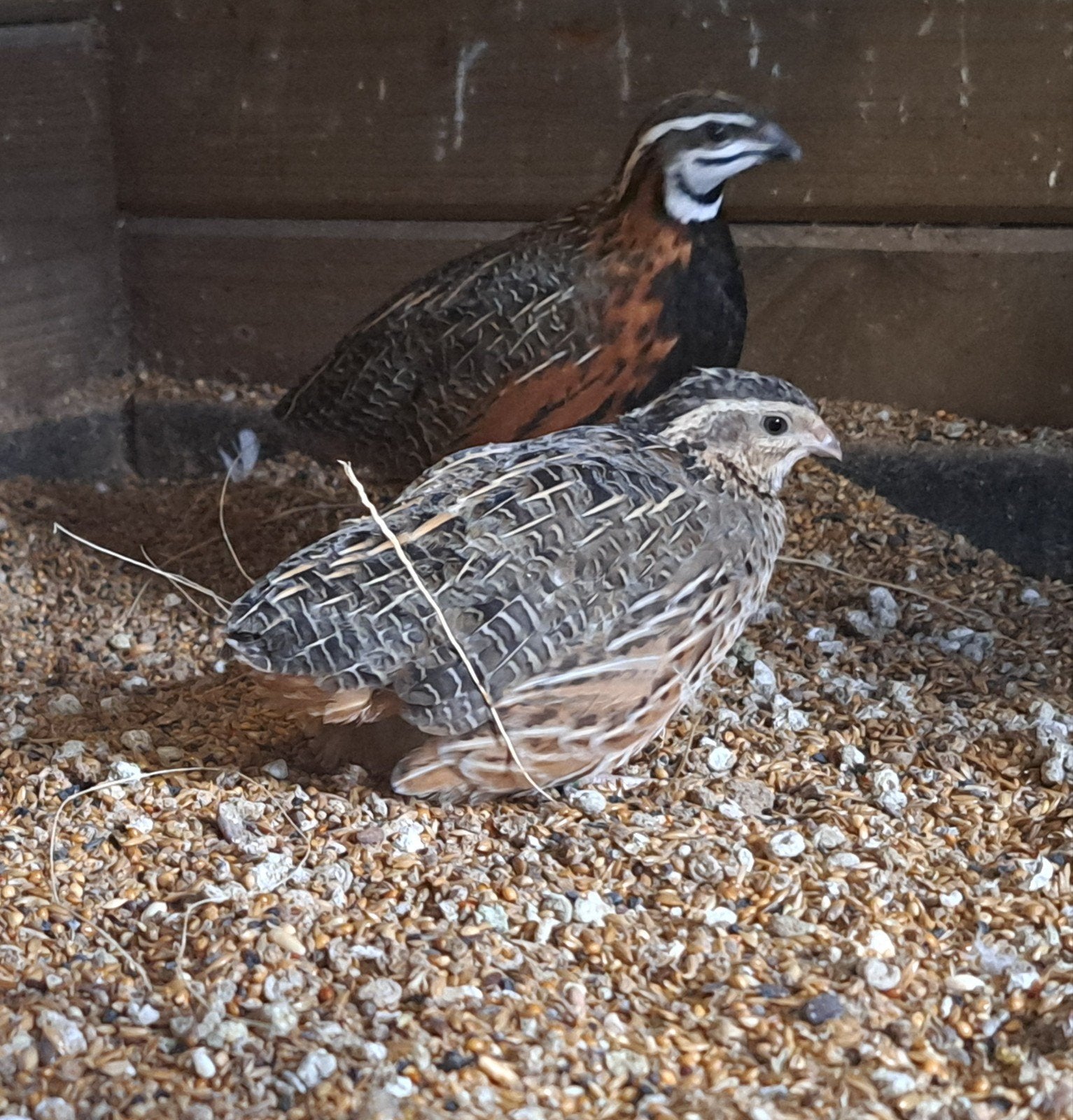 Koppel harlekijn kwartels natuurbroed., Meerdere dieren, Tropenvogel, Geringd