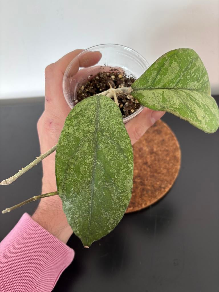Hoya sp. Bahoi, splash, Ophalen of Verzenden, Halfschaduw, Minder dan 100 cm