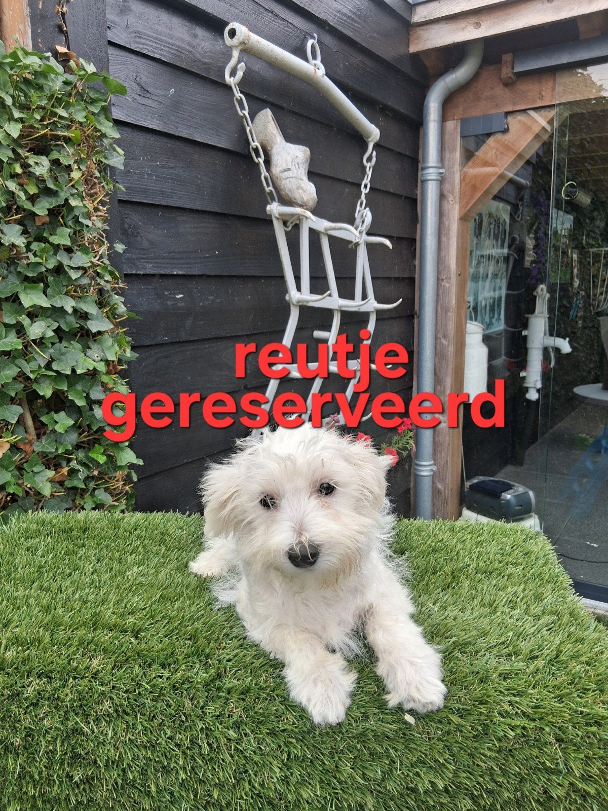 te koop.mooie kleinblijvende speelse boomer pups, Dieren en Toebehoren, Parvo, 8 tot 15 weken, Meerdere, Nederland