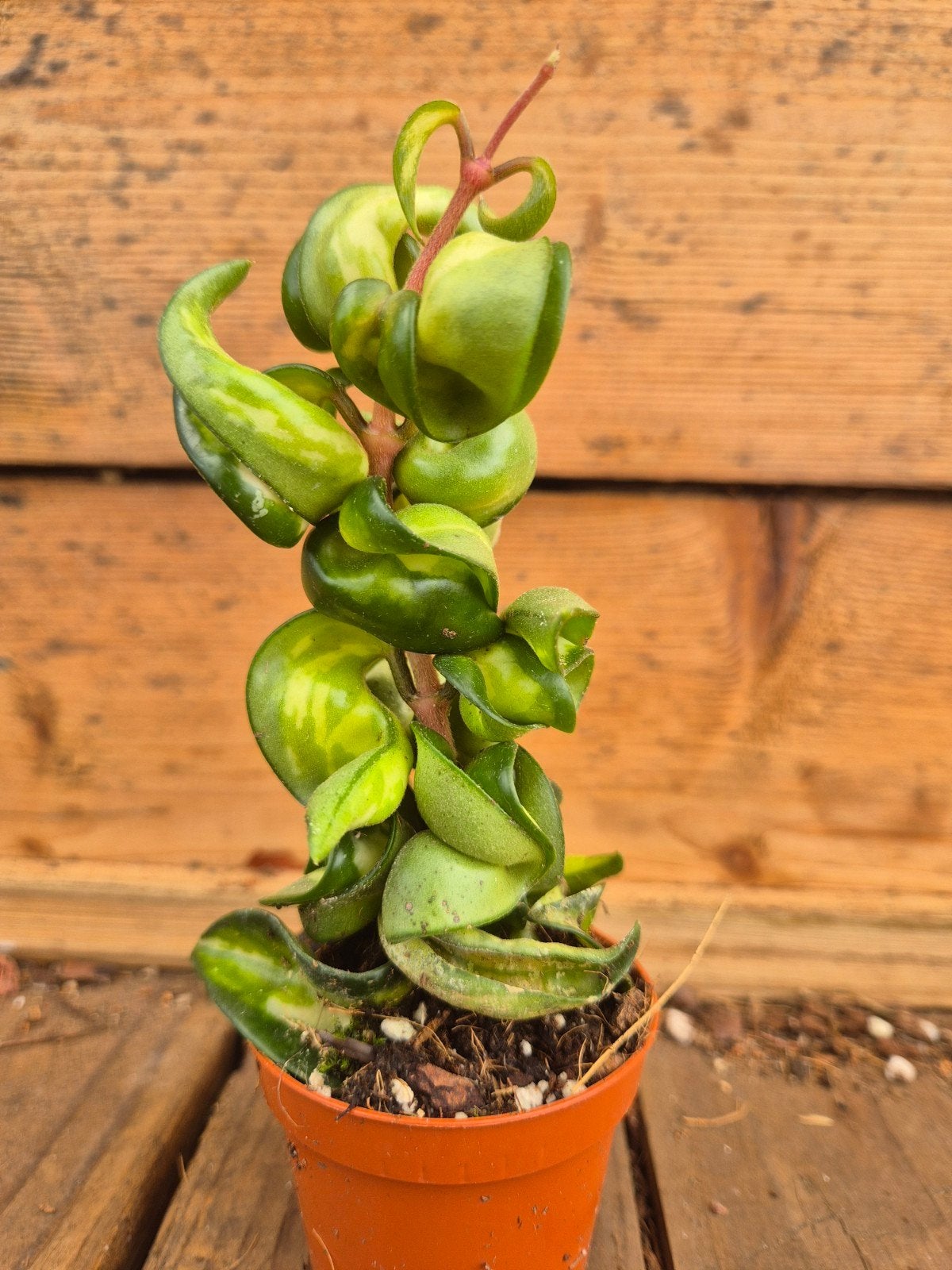 Hoya Carnosa Compacta Mauna Loa p6 (2), Huis en Inrichting, Kamerplanten, Ophalen of Verzenden, Halfschaduw, Minder dan 100 cm
