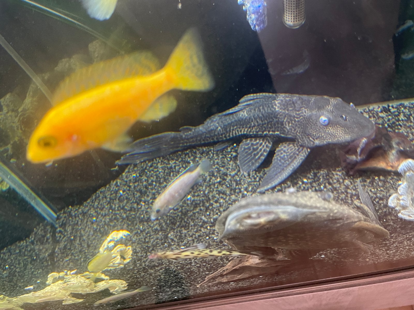 2 grote algeneters ruim 30cm!, Dieren en Toebehoren, Vissen | Aquariumvissen, Vis