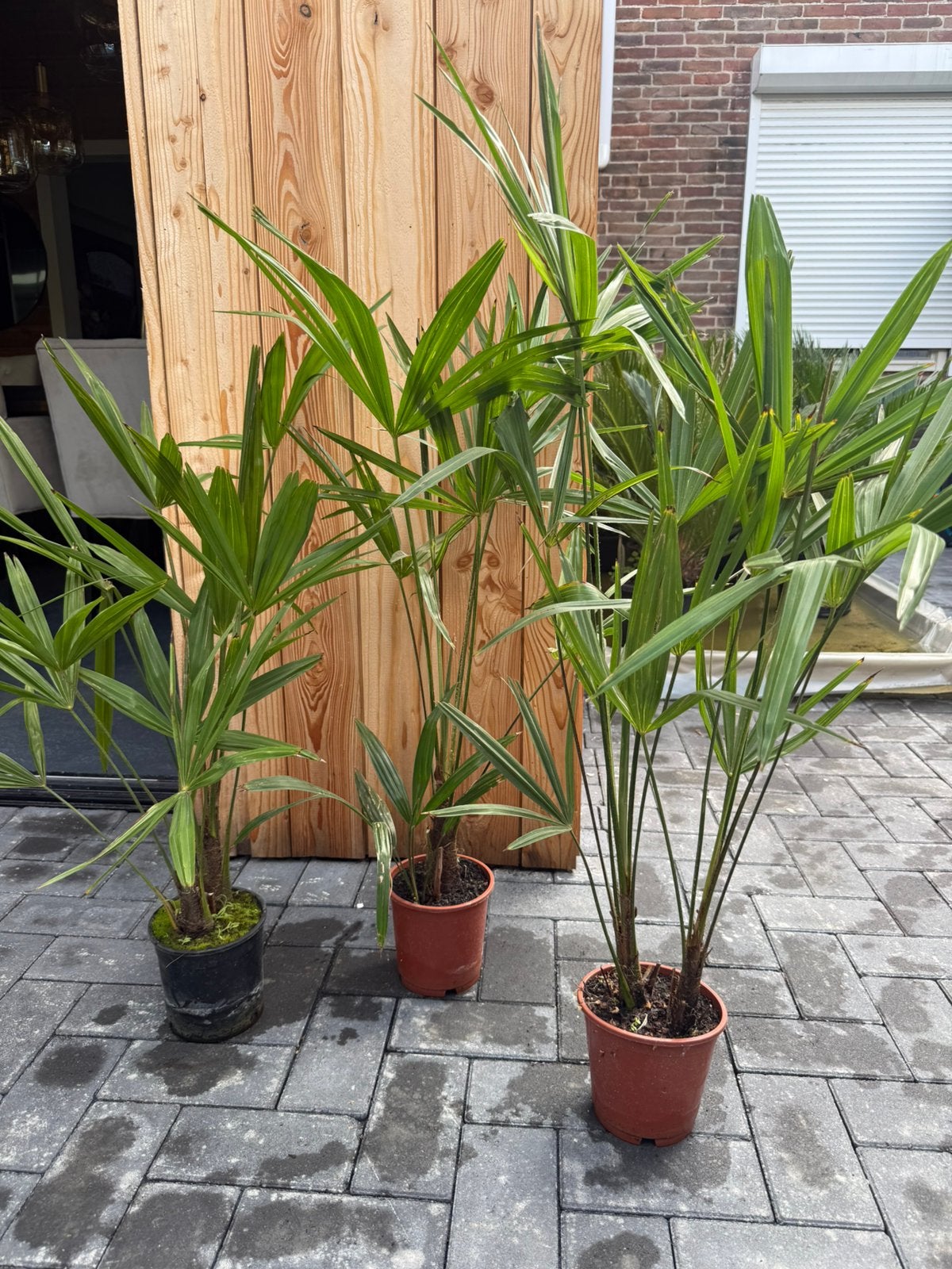 LAATSTE OPRUIMING TRACHYCARPUS PALM 3 voor €50, Tuin en Terras, Ophalen, Bloeit niet, Overige soorten, Volle zon