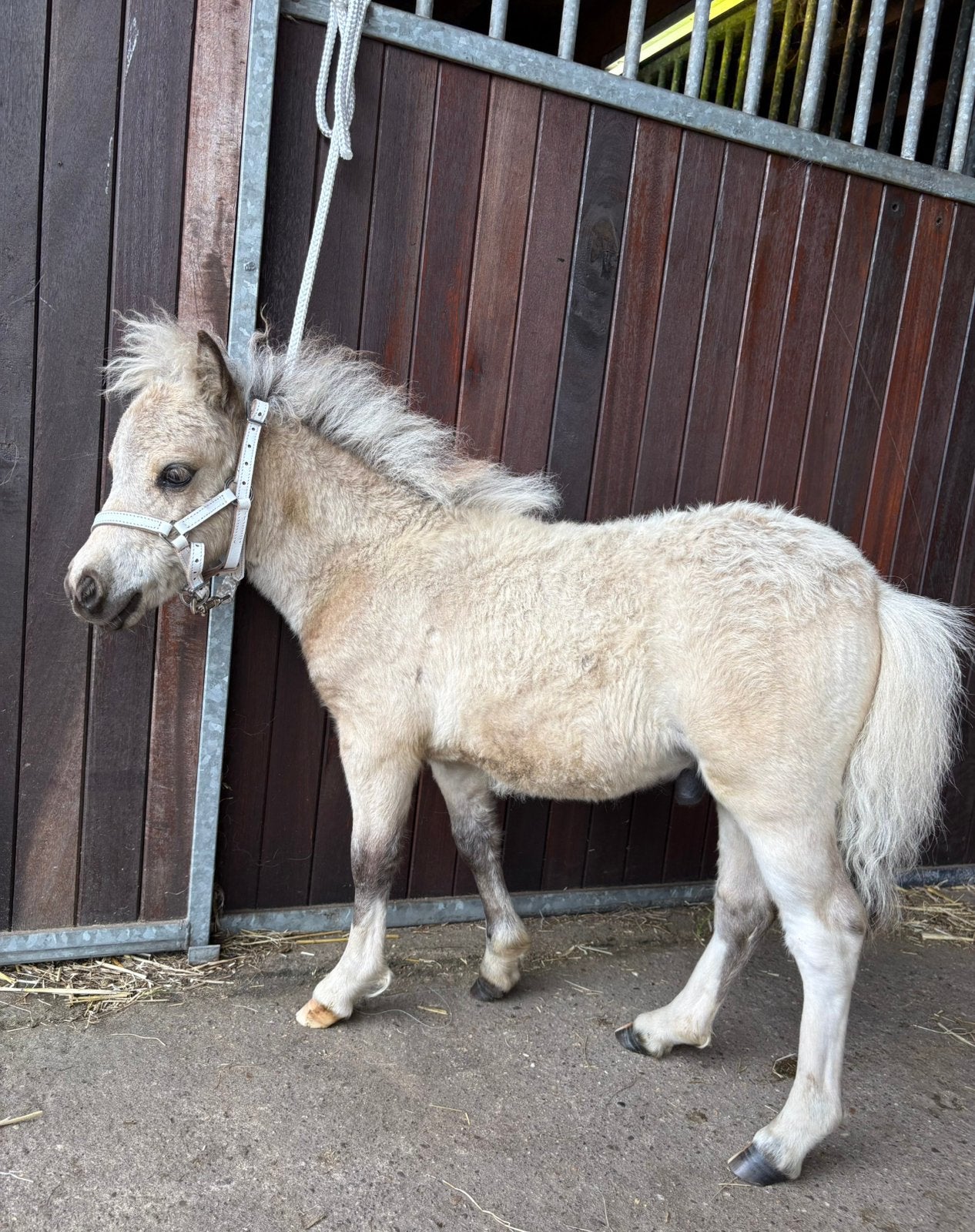 Prachtig, mooi en lief NSPS shetlander hengstveulen, Dieren en Toebehoren, Pony's, Hengst, A pony (tot 1.17m), Gechipt, 0 tot 2 jaar