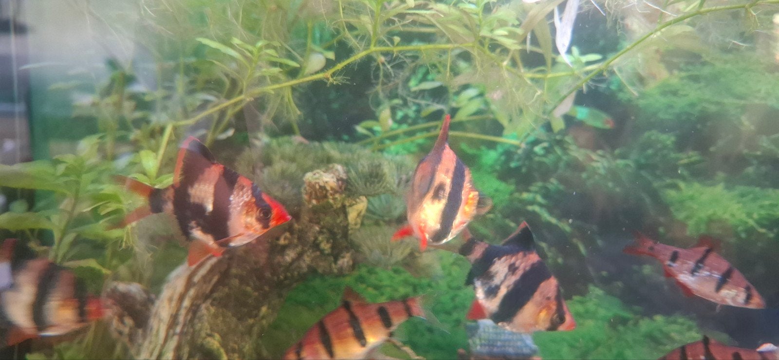 Puntigrus tetrazona, Dieren en Toebehoren, Vissen | Aquariumvissen, Vis