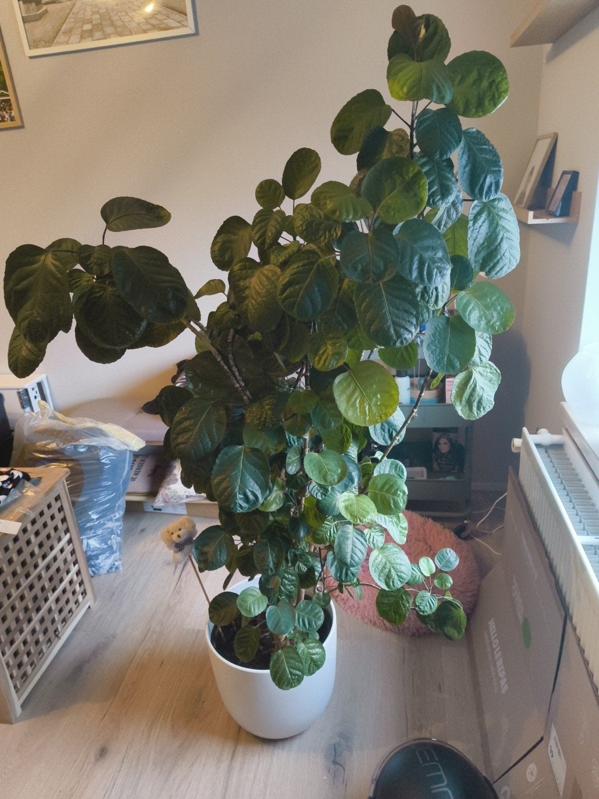 Grote kamerplant Polyscias, Huis en Inrichting, Groene kamerplant, Ophalen, Halfschaduw, 100 tot 150 cm