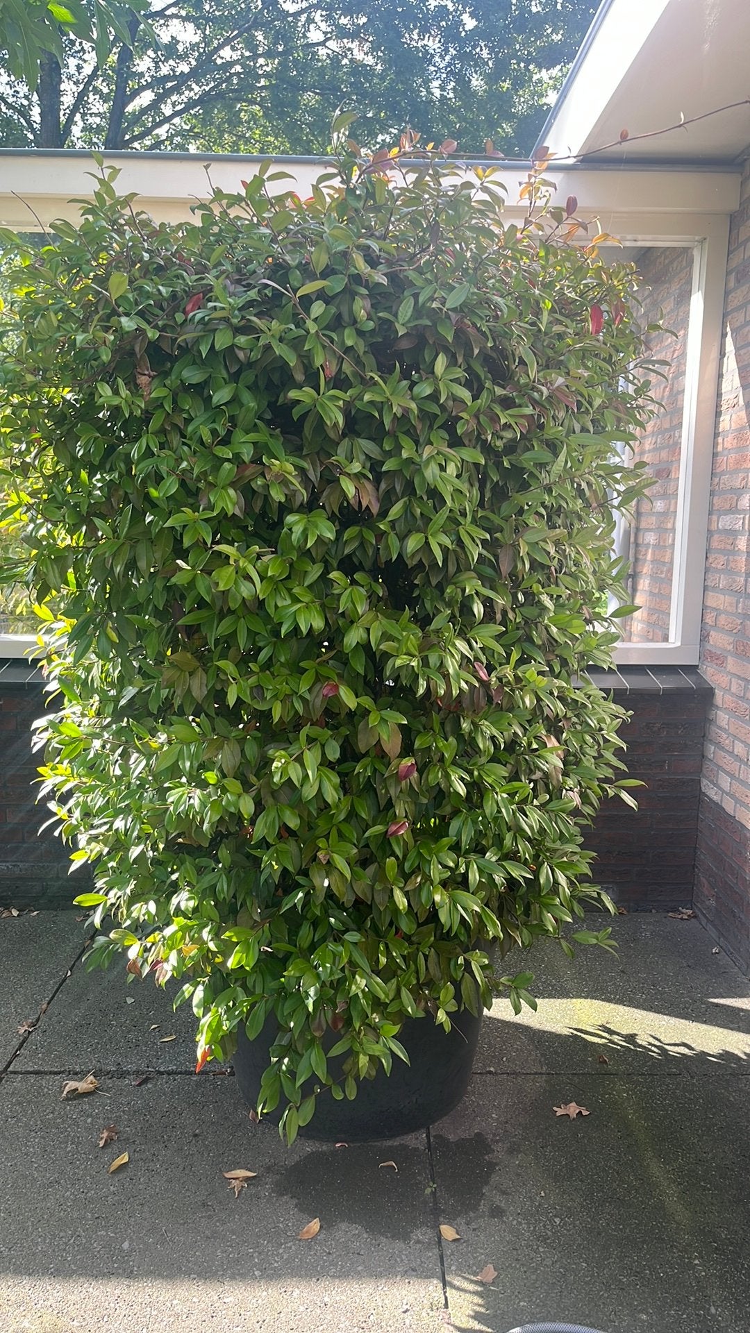 Prachtige jasmijn, Ophalen, Overige soorten, 100 tot 250 cm