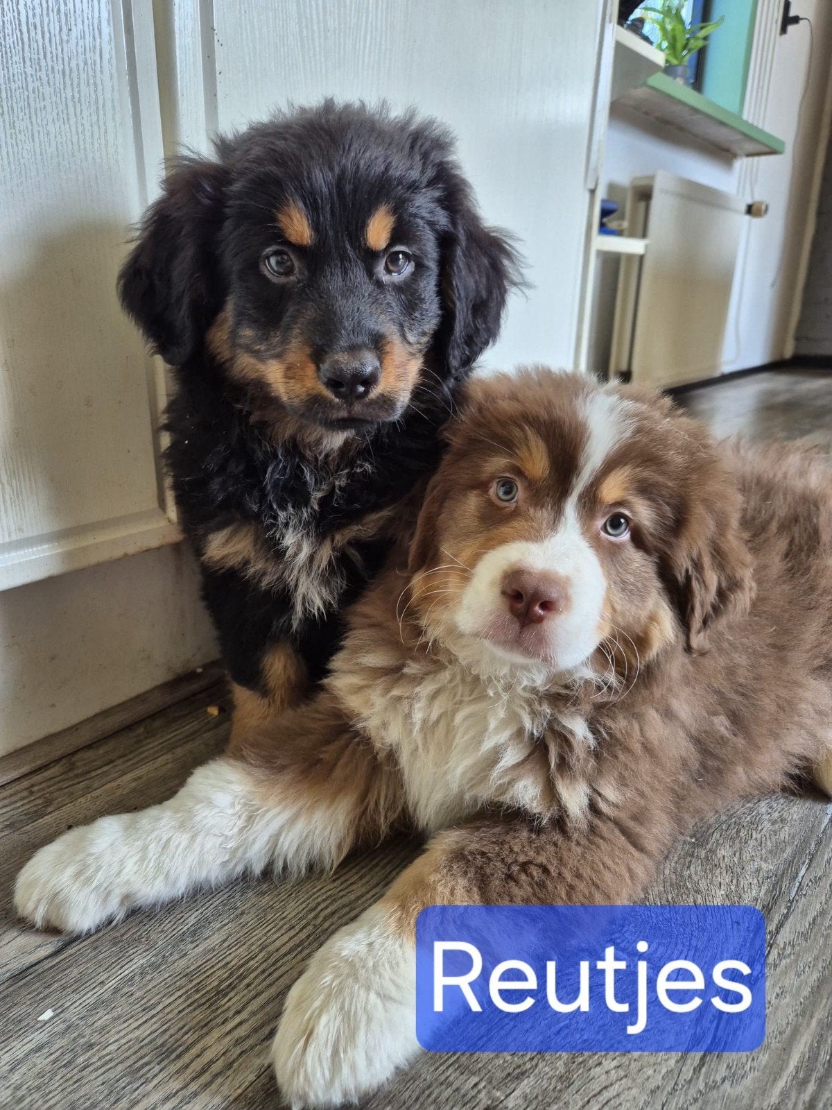 Australian Shepherd x Berner Sennen x Golden retriever pups, Dieren en Toebehoren, Honden | Herdershonden en Veedrijvers, Nederland