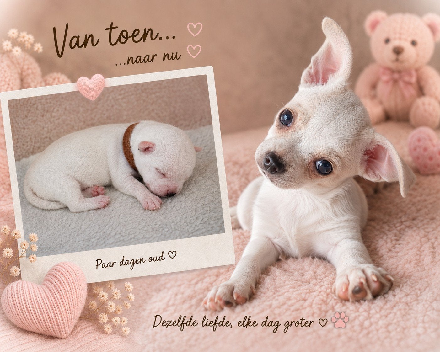 Zeer lief Chihuahua Reutje, Reu, 8 tot 15 weken, Eén hond, Chihuahua