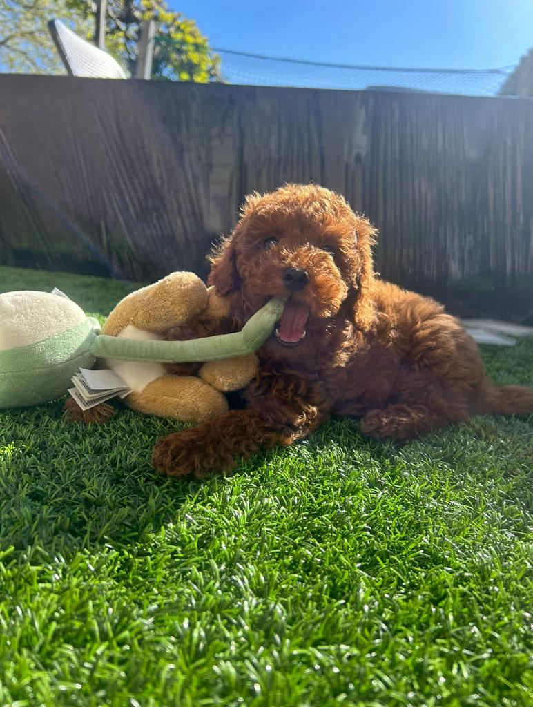 🐩 Toy Poodle reutje “King” 👑 – 4 maanden – lief & speels!, Dieren en Toebehoren, Poedel, Reu, 8 tot 15 weken, Parvo