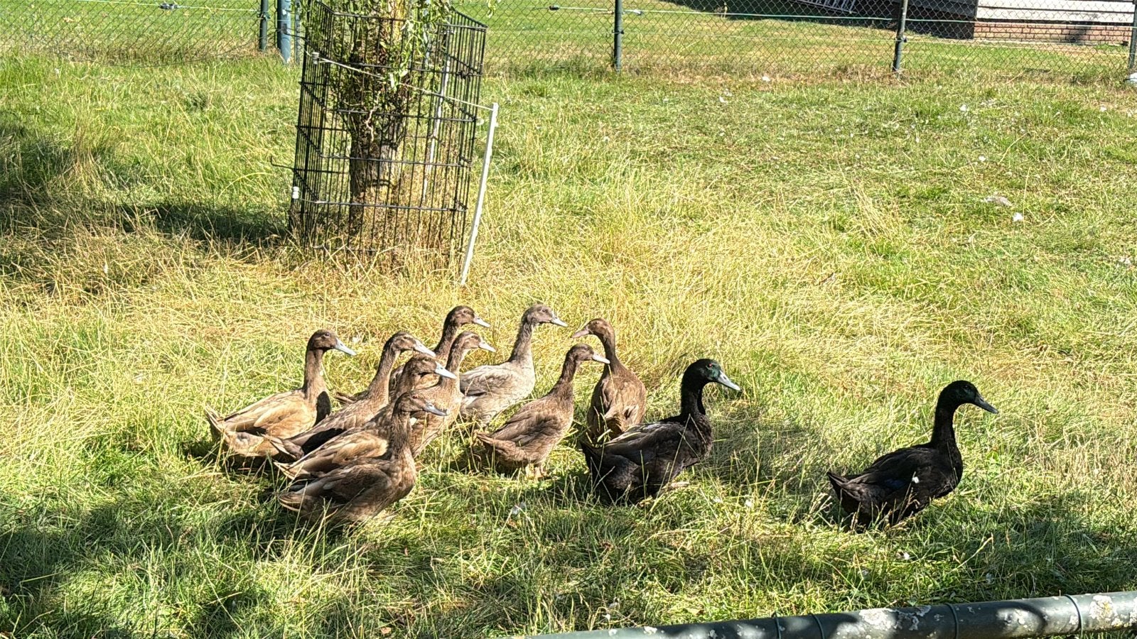 Tk 11 eenden khaki cambell, Dieren en Toebehoren, Meerdere dieren, Eend