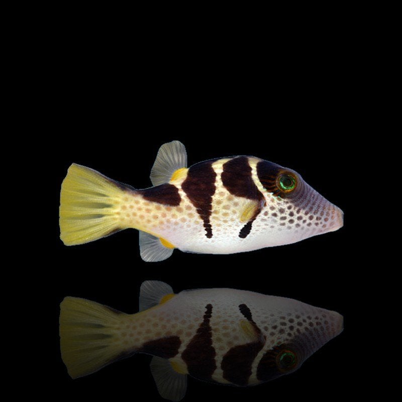 Canthigaster valentini kogelvis / pufferfish (ophalen), Vis, Zoutwatervis