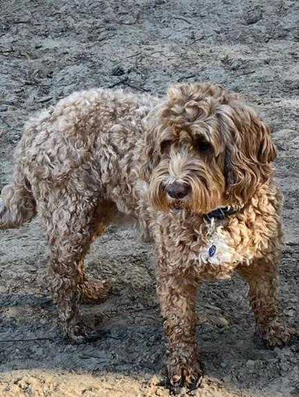 Mini Australian Labradoodle reutjes, Parvo, 8 tot 15 weken, Meerdere, Nederland