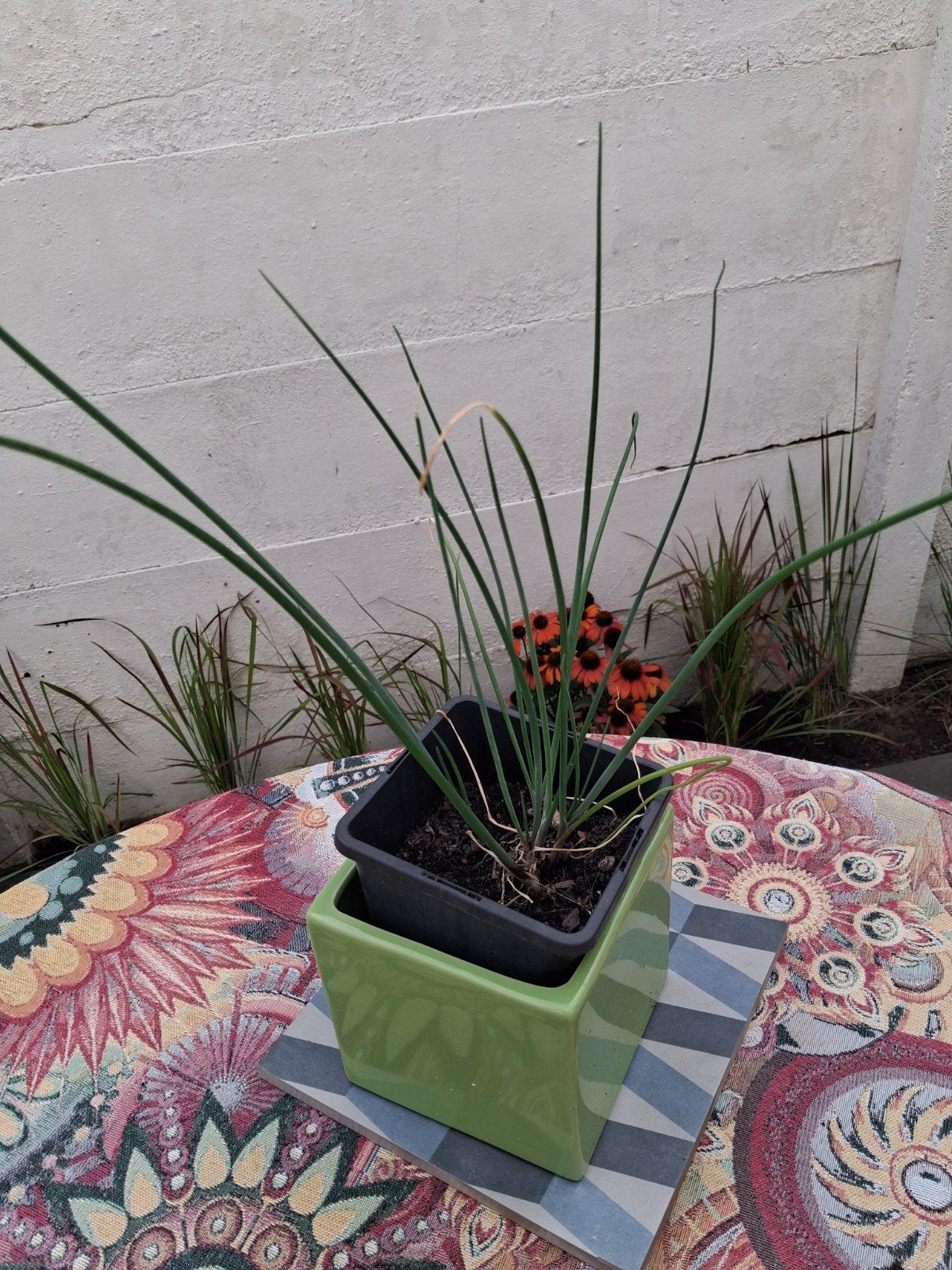 Verse Bieslook Plant, Tuin en Terras, Planten | Tuinplanten, Ophalen of Verzenden, Overige soorten, Volle zon