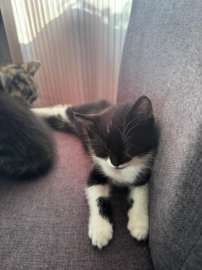 Schattige kittens te koop – 8 weken oud, Dieren en Toebehoren, Katten en Kittens | Overige Katten, Meerdere dieren