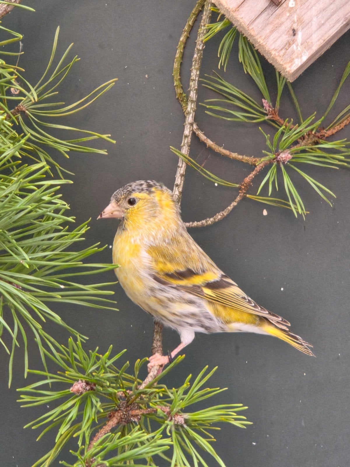 Europese sijs agaat, Mannelijk, Wildzangvogel, Geringd