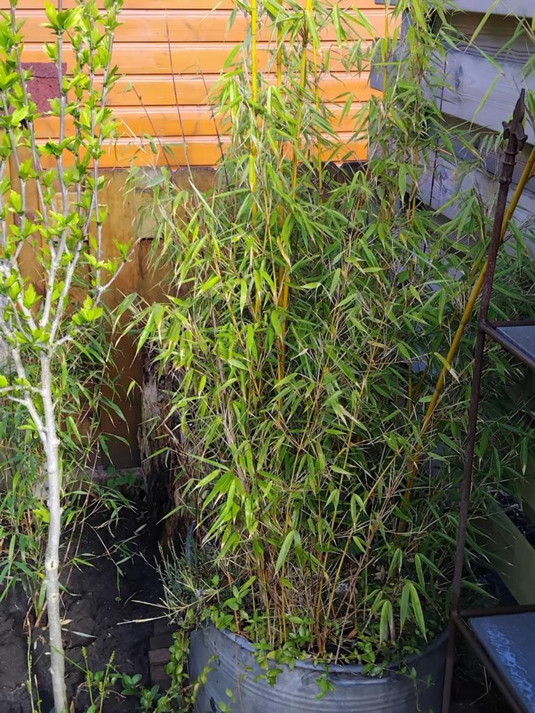 niet woekerende bamboe ongeveer 2 meter hoog, Ophalen of Verzenden, Bamboe, 100 tot 250 cm