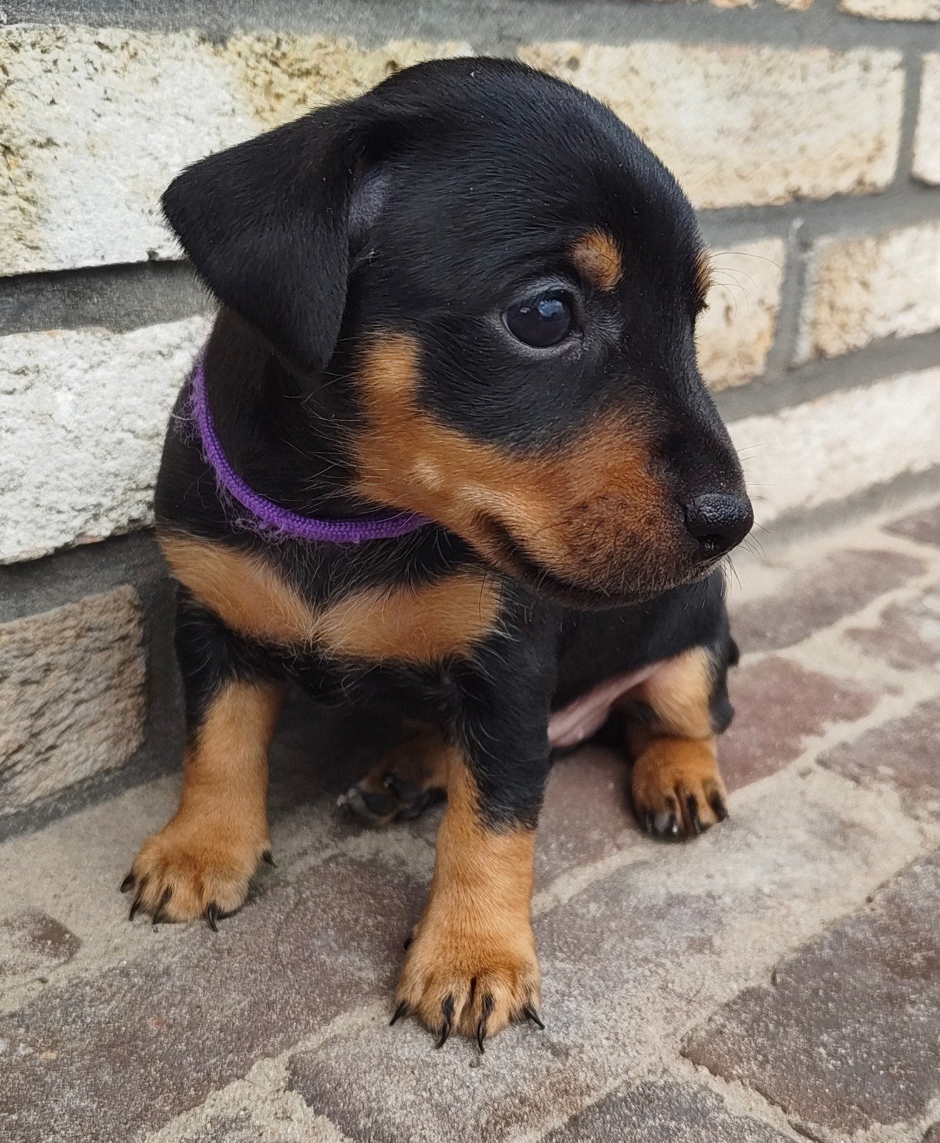 black en tan Jack Russel pups, Dieren en Toebehoren, Jack Russell Terriër, 8 tot 15 weken, Teef, Meerdere