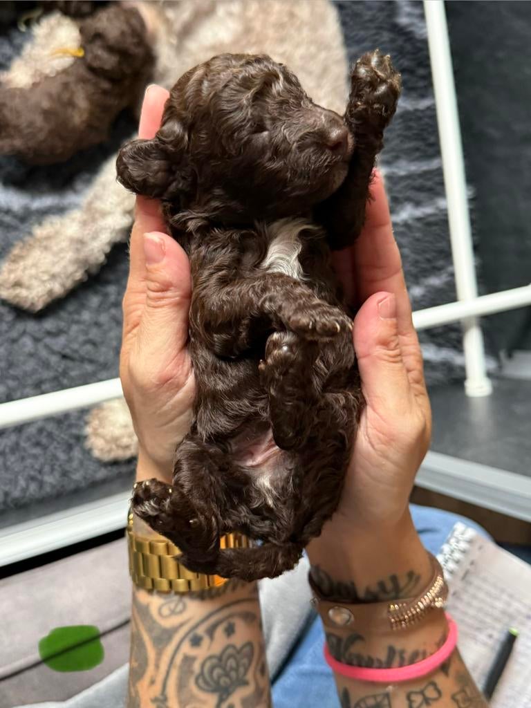 Prachtige pups te reserveren (multigen) poedel-kruisingen., Dieren en Toebehoren, Parvo, Overige rassen, 8 tot 15 weken, Meerdere