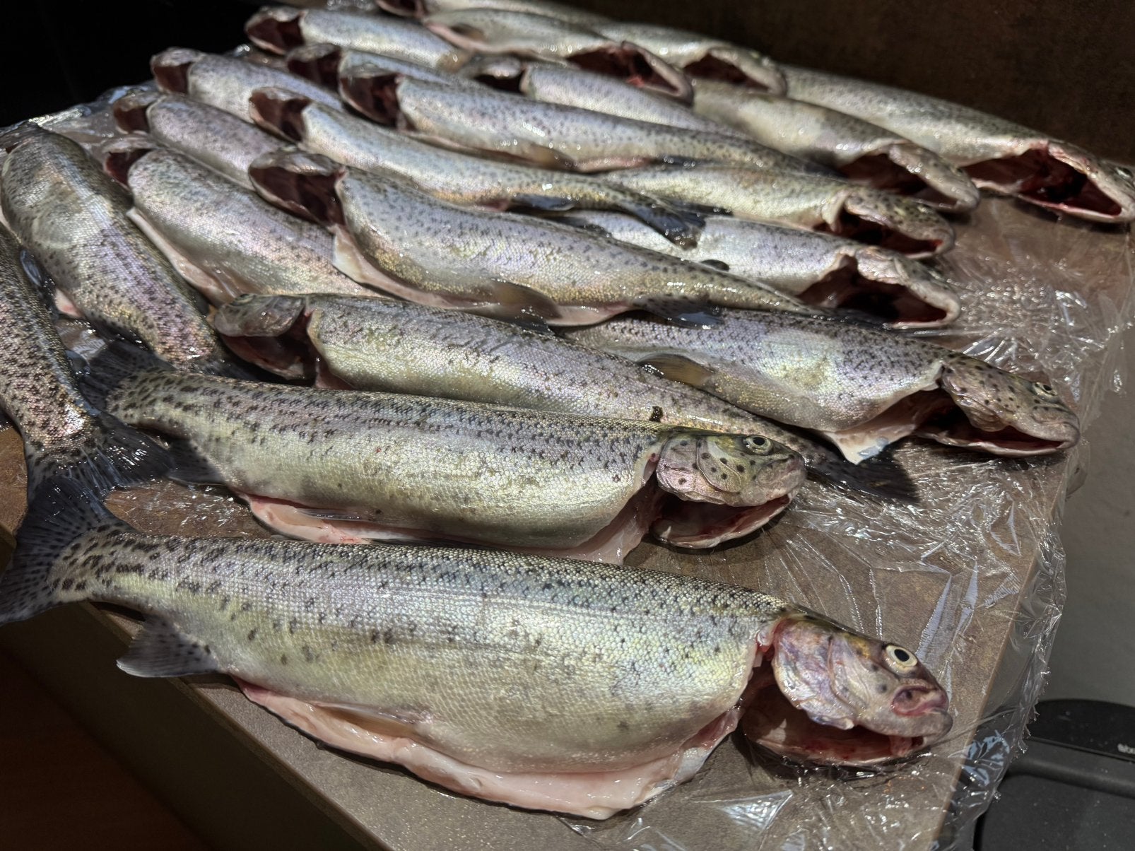 Verse forel en zalm forel, Ophalen