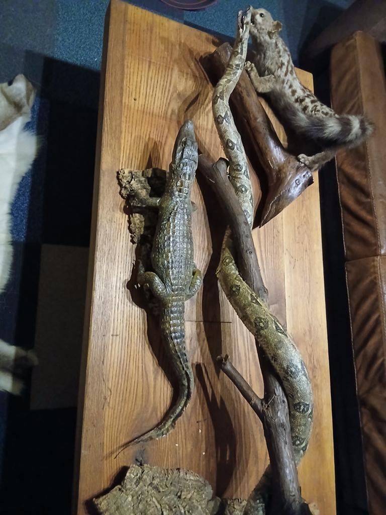 Opgezette Krokodil, Genet en Boa op Houten Plaat, Verzamelen, Dierenverzamelingen, Ophalen, Gebruikt, Reptiel of Amfibie, Opgezet dier
