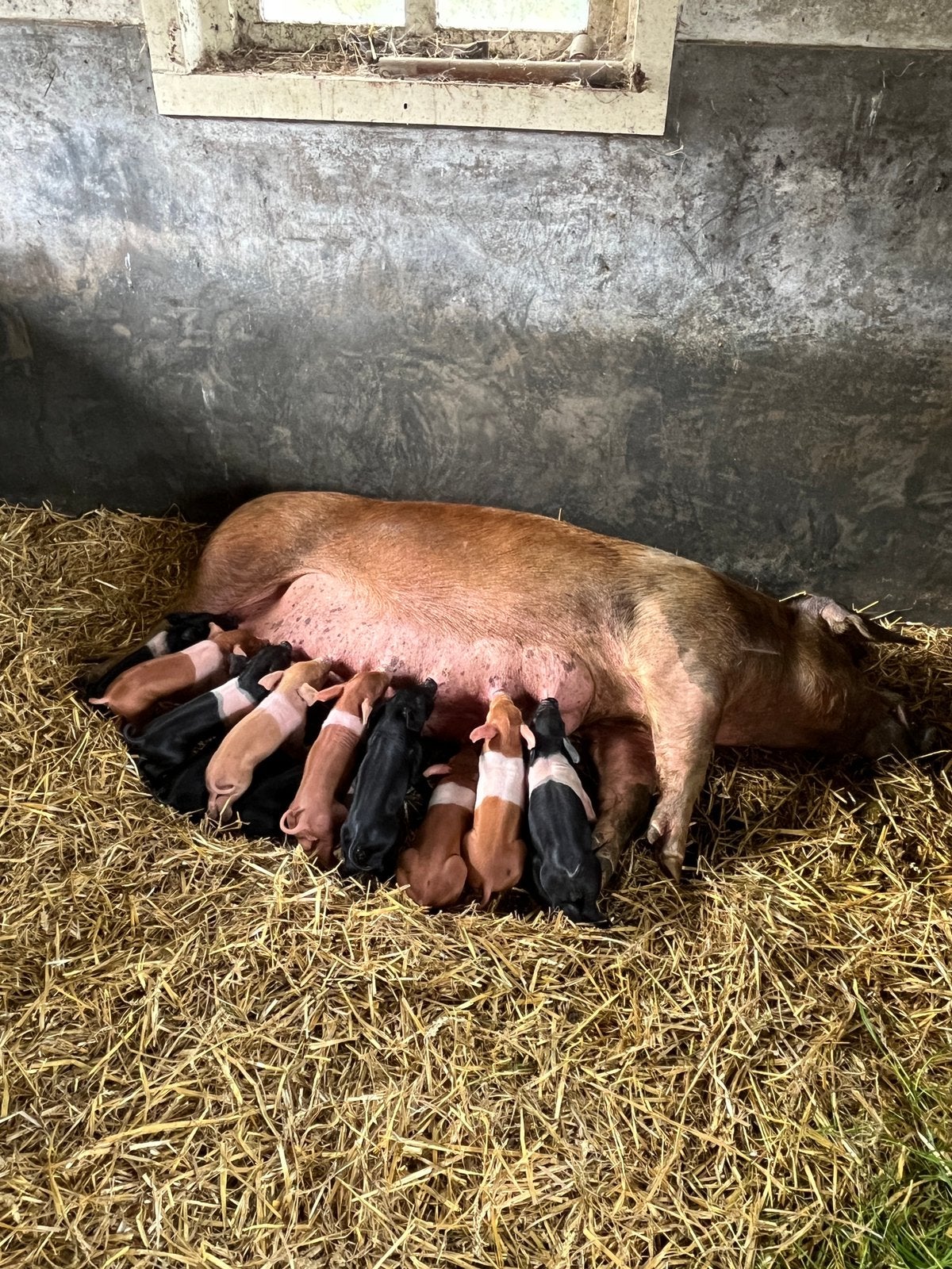 Mooie gezonde koppel Husumer biggen, Dieren en Toebehoren, Schapen, Geiten en Varkens, Meerdere dieren, Varken