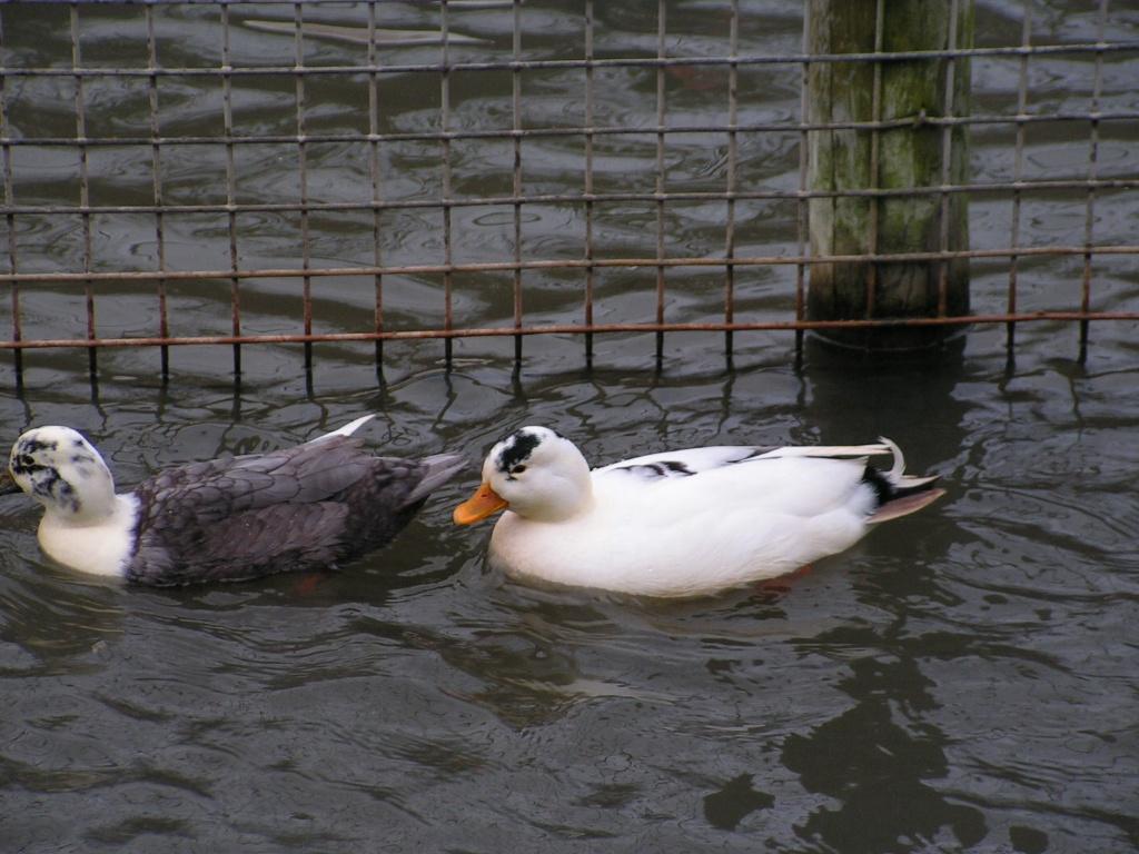 Oud-Hollandse kwaker | Gezonde siereenden | Deskundig advies, Dieren en Toebehoren, Meerdere dieren, Eend