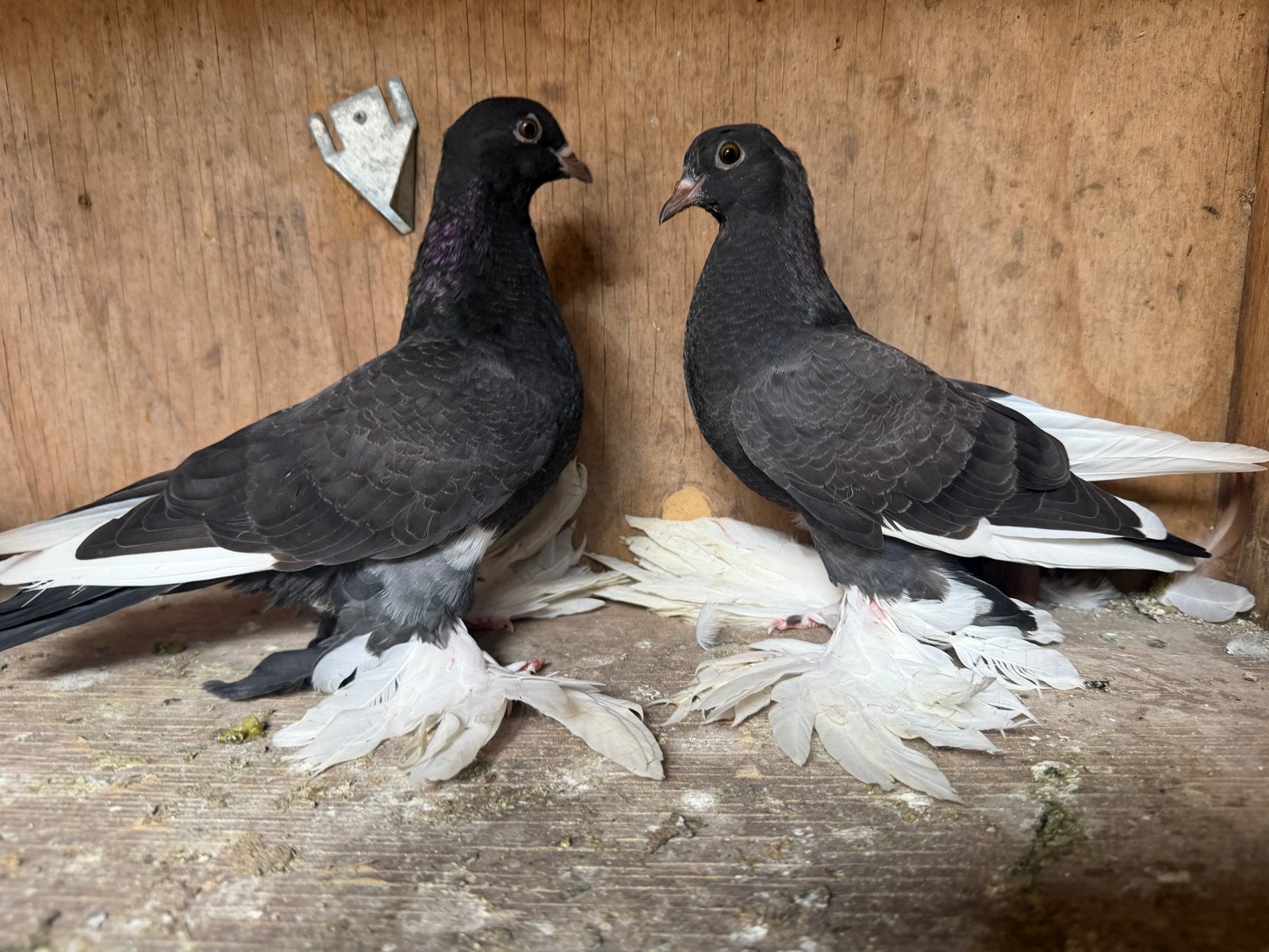 Sierduifjes, Dieren en Toebehoren, Geslacht onbekend, Overige soorten